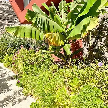 The Canarian Garden By Canaryscape 大加那利岛拉斯帕尔马斯